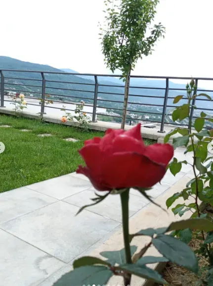 Terasın korkuluğunda kırmızı bir gül